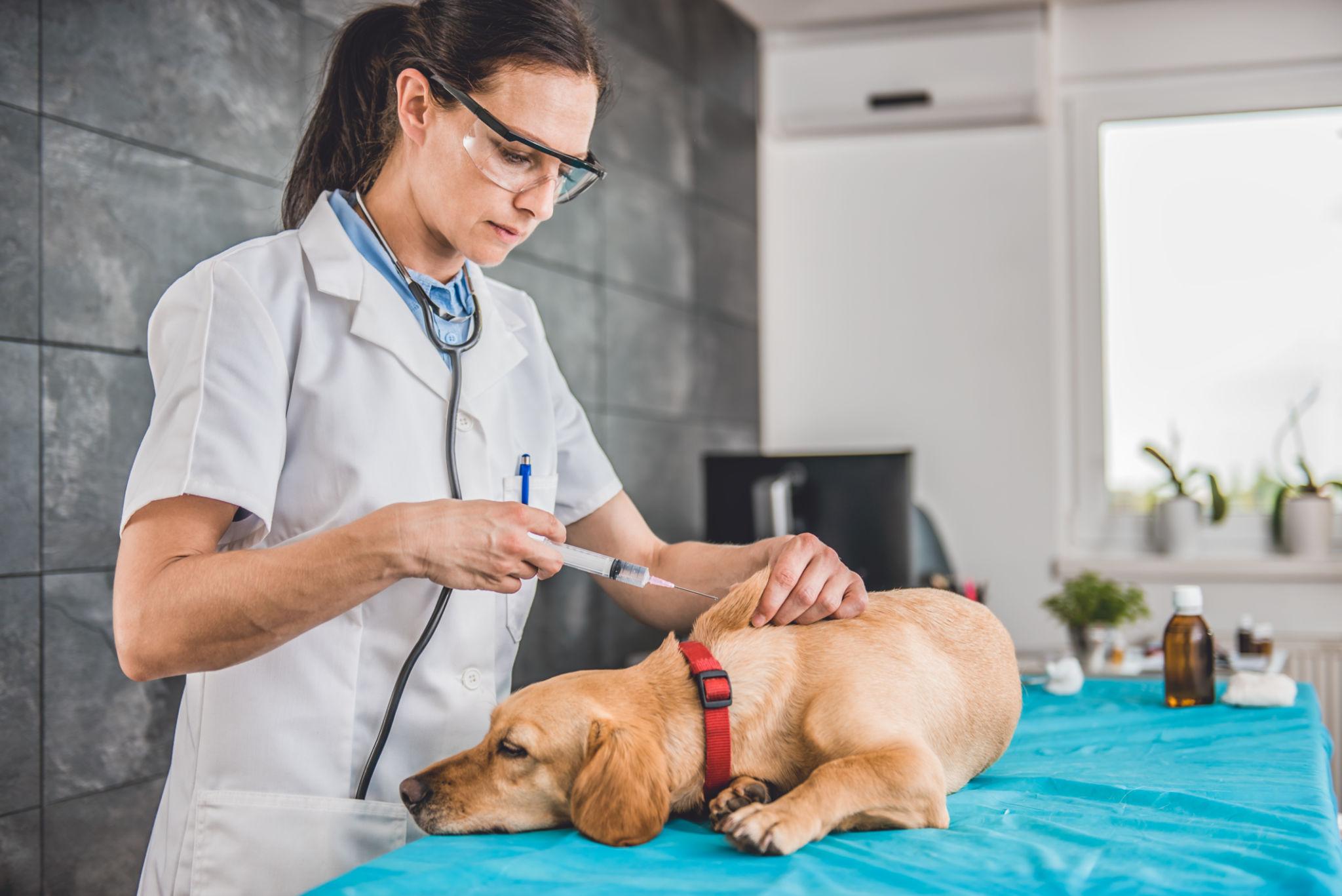 How to care for dogs